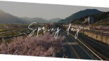 이럴때는 폰으로 편하게 꽃축제 다녀야지요~ 랜선봄꽃여행 양산황산공원